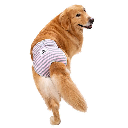 狗狗生理裤拉布拉多金毛中大型犬母狗月经裤狗狗防骚扰宠物安全裤