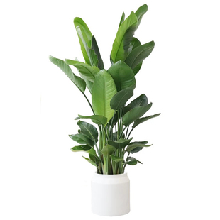 天堂鸟盆栽鹤望兰水泥花盆办公室植物网红大叶型绿植深圳同城阳台