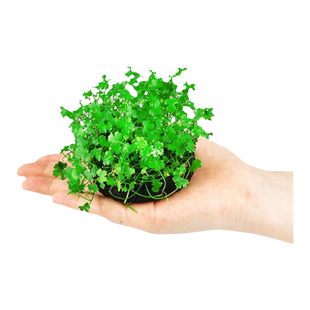 天胡荽坨草前景水草鱼缸造景无菌杯淡水植物阴性水培活体真草装饰