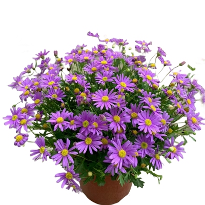 【带花发货】姬小菊多季盆栽开花