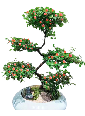 红花荀子造型盆景盆栽