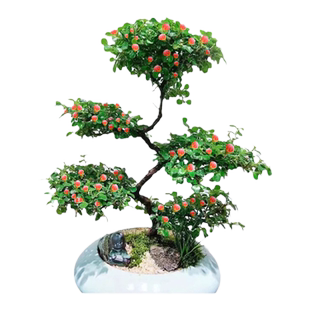 珍珠梅红花荀子盆景带花苞室内室外阳台庭院红花红果绿植盆栽