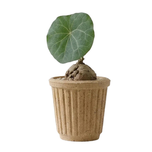 WIMISS迷你粗陶拇指盆陶瓷育苗花盆复古风圆形多肉盆栽植物花器