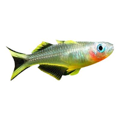 灯科鱼帝王灯淡水热带鱼淡水养殖