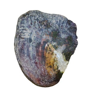 四叶草金条五角星星方块爱心纽扣水滴异形巴洛克鲜活珍珠蚌自己开