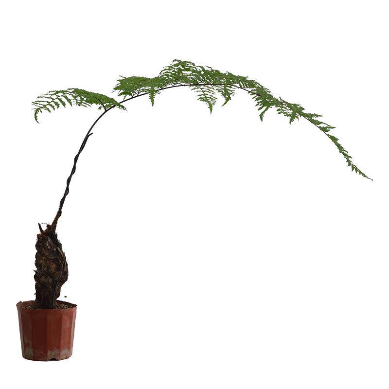 蕨类植物盆栽耐荫好养中式禅意