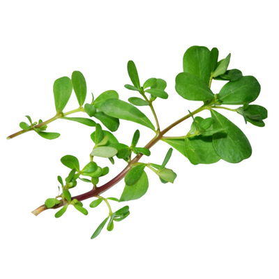 马齿苋新鲜当季蔬菜马蜂菜