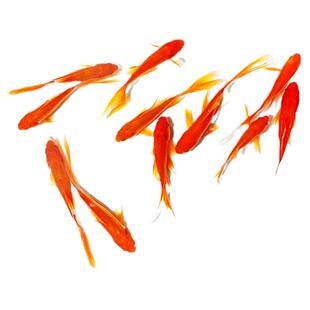 好养易活金鱼活鱼草金鱼活体小型冷水淡水观赏鱼龙鱼乌龟活体饲料