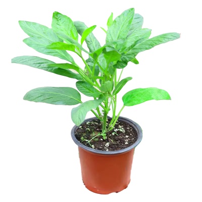 大果超甜人参果树果苗黄心奶香