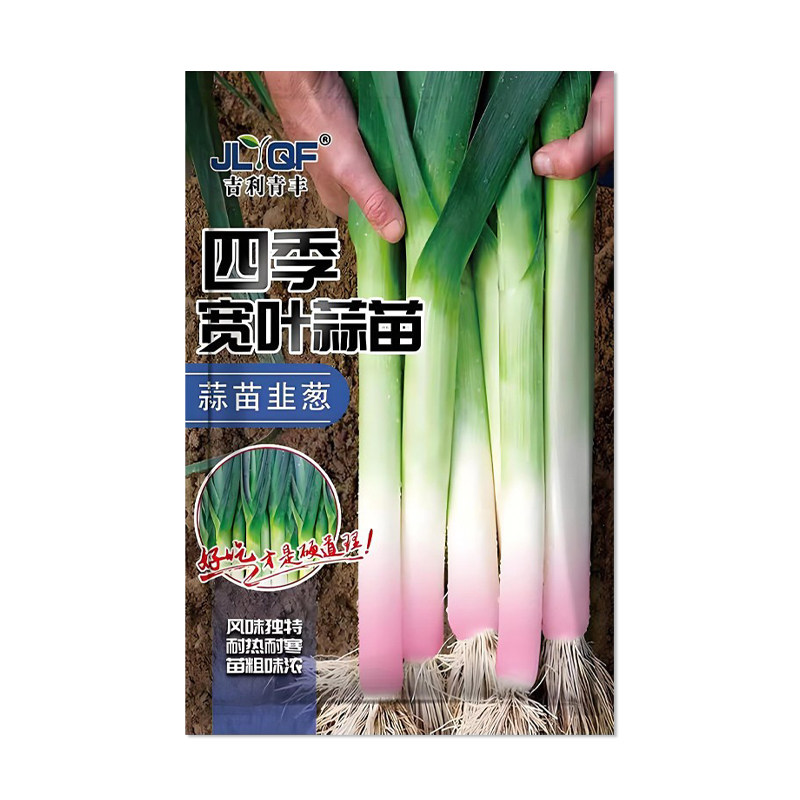 吉利青丰四季宽叶蒜苗种子