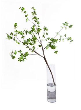 鲜花落地绿植马醉木ins日本吊钟