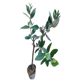 桃金娘树苗捻子果苗山菍子树地稔子大苗常绿南方北方种植庭院盆栽