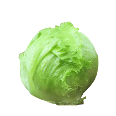 球生菜菜籽沙拉圆生菜种子西汉堡包心菜结球生菜种孑球型四季秋冬