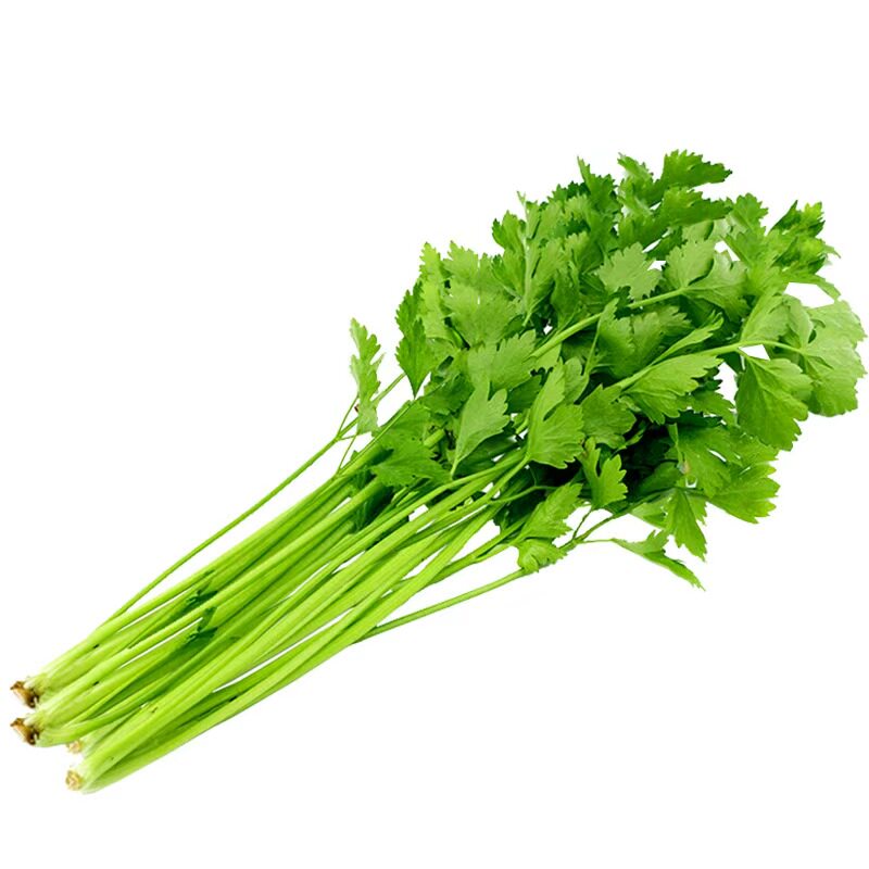 四季水果小香芹菜苗秧苗西芹大芹菜苗老品种土芹菜根苗秋冬蔬菜苗