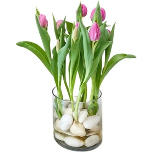 进口郁金香种球土培水培冬季耐寒好养易活盆栽植物室内外阳台花卉