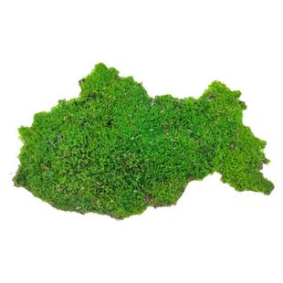 水陆缸造景植物鲜活苔藓生态瓶微景观盆栽盆景铺面短绒白发大灰藓