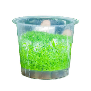 鱼缸水草植物迷你牛毛草挖耳珍珠草无菌杯血心兰前景真草阴性造景