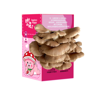 DIY蘑菇盒子蘑菇种植包蘑菇菌包种植包平菇菌包室内家庭学校种植