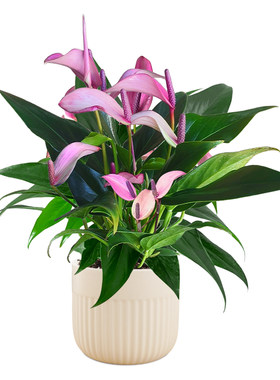 【稀有品种】精品紫掌盆栽带花