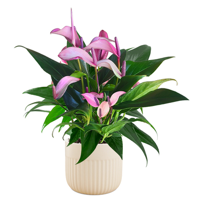 【稀有品种】精品紫掌盆栽带花