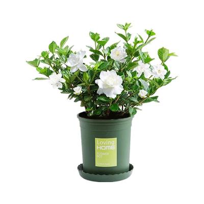 植物阳台栀子花盆栽四季