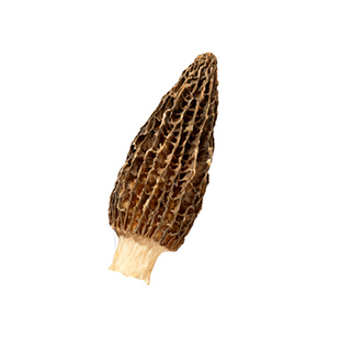 云南新鲜羊肚菌干货正宗山珍菌菇火锅煲汤食材滋补养生土特产商用