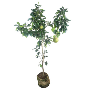 沙田柚子树苗嫁接当年结果特大庭院果苗红心蜜柚纯甜果树带泥带叶