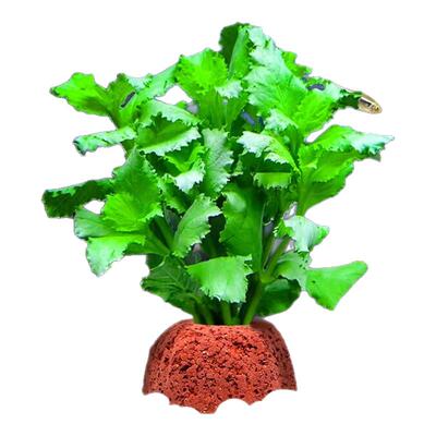 火山石水草植物鱼缸造景装饰水培阴性蜈蚣草绿菊真草净化水质套餐