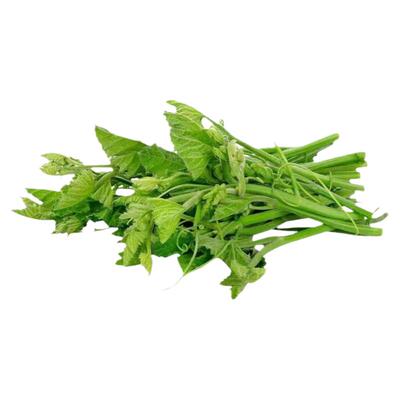 贵州新鲜蔬菜嫩南瓜尖藤嫩叶包邮