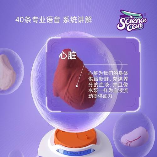 科学罐头人体解剖模型器官的百科可拆卸身体玩具教学语音我们儿童