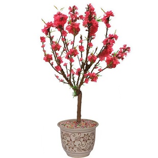 红花紫叶碧桃老桩大树桃花树活苗庭院别墅地栽园林绿化观赏风景树