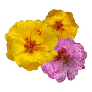 虹越园艺家花卉种苗太阳花松叶牡丹重瓣大花耐热好养活盆栽小花苗