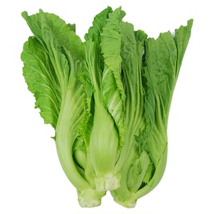 水东甜芥菜灯笼芥菜抗热抗雨水四季春季田园盆栽好吃蔬菜种子籽孑