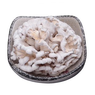 新鲜白参菌裂褶菌树花菌云南特产味道清香口感韧当天新鲜采摘