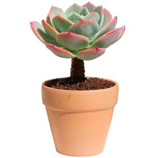 白凤多肉植物稀有品种大颗好养大株罕见老桩超大石莲花卉肉肉盆栽