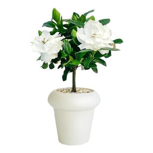 栀子花盆栽独杆精品室内客厅阳台花期超长的花卉绿植四季好养易活