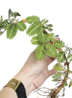 绿植净化水质四季植物花卉包邮