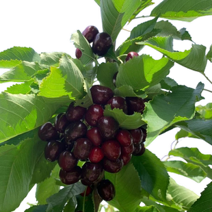 车厘子树苗大樱桃里盆栽矮化正宗黑珍珠嫁接果苗南方北方种植庭院