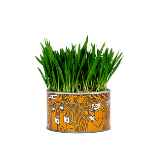 乌合集市猫草罐种子土培水培猫草籽零食化毛种好懒人罐猫草盆栽