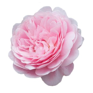 虹越月季花蓝色阴雨龙沙宝石瑞典女王保罗二世朱丽叶阳台小苗盆栽