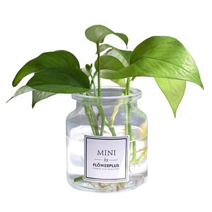 mini花瓶 北欧ins风创意家居简约透明大号玻璃插花flowerplus摆件
