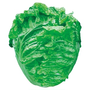 云南火锅菜种子水涨趴耐寒耐热耐湿青菜种籽四季播农家菜蔬菜种子