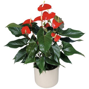 水培红掌白掌盆栽一帆风顺花卉植物室内好养绿植鸿运当头四季开花