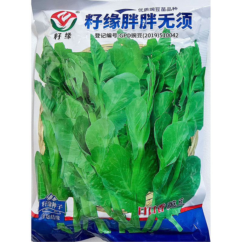 胖胖无须500g粗胖豌豆尖苗龙种子
