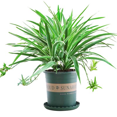 金边吊兰盆栽花卉好养植物室内