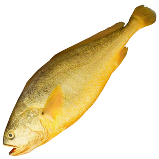 大黄鱼新鲜冷冻深海黄花鱼生鲜真空装小黄鱼商用海鲜水产鱼类4条