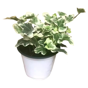 日本雪莹常春藤爱心叶出锦常青藤小仙女打卡必备垂吊植物桌面盆栽