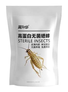 无菌活体白蟋蟀针头蛐蛐油葫芦粮