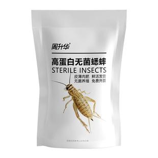 蟋蟀活体无菌高蛋白针头活物蛐蛐油葫芦冻干鸟角蛙守宫粮活虫食物