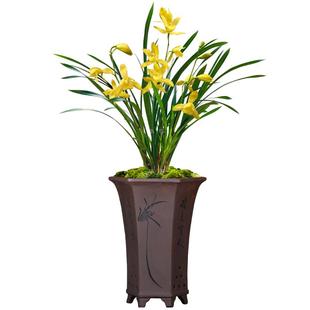 华香园兰花 黄金美人 黄色素心花  浓幽香型 室内外绿植花卉盆栽